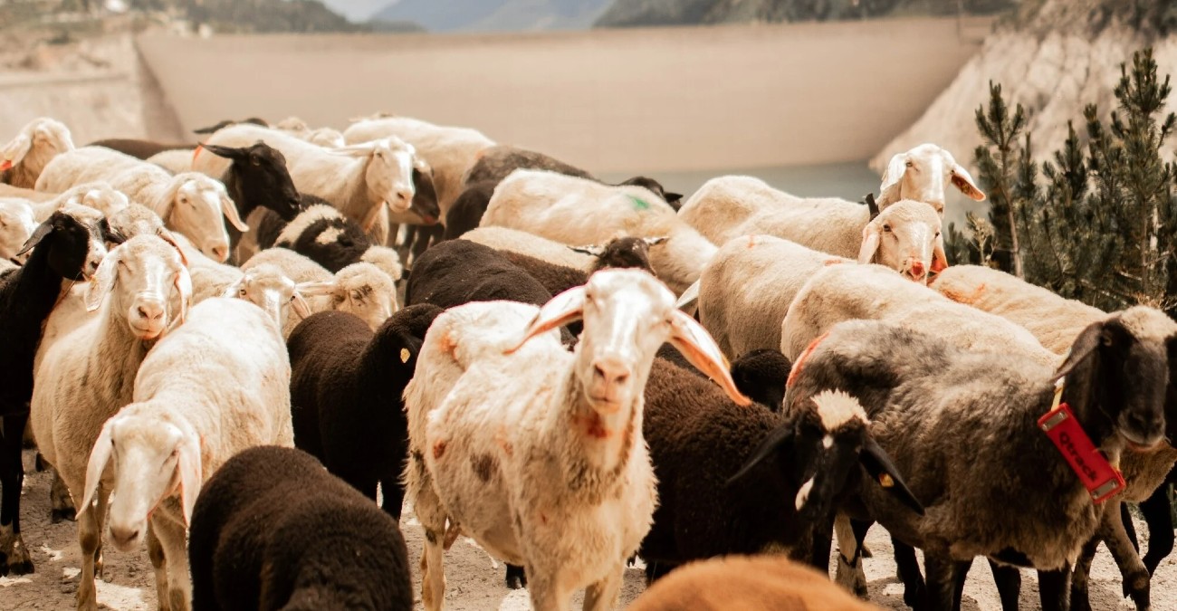 Ηράκλειο: Άρπαξαν 61 πρόβατα - Τους συνέλαβαν επ' αυτοφώρω όταν προσπαθούσαν να φορτώσουν τα ζώα σε φορτηγό