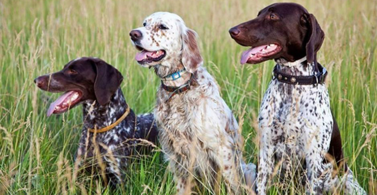 «Φωνές» για δηλητηριάσεις σκύλων - Ζητούν κάμερες και άμεσα μέτρα οι κυνηγοί