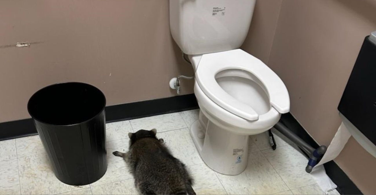 ΒΙΝΤΕΟ: Ρακούν-διαρρήκτης λεηλατεί κάβα, λιποθυμάει από το αλκοόλ – «Απερίγραπτο χάος»