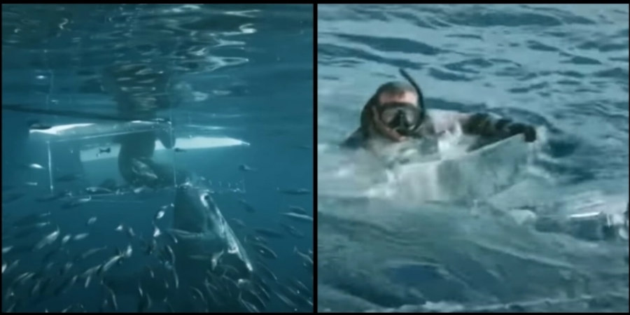 Καρχαρίας σπάει το προστατευτικό δύτη, ο οποίος γλιτώνει την τελευταία στιγμή - Δείτε βίντεο
