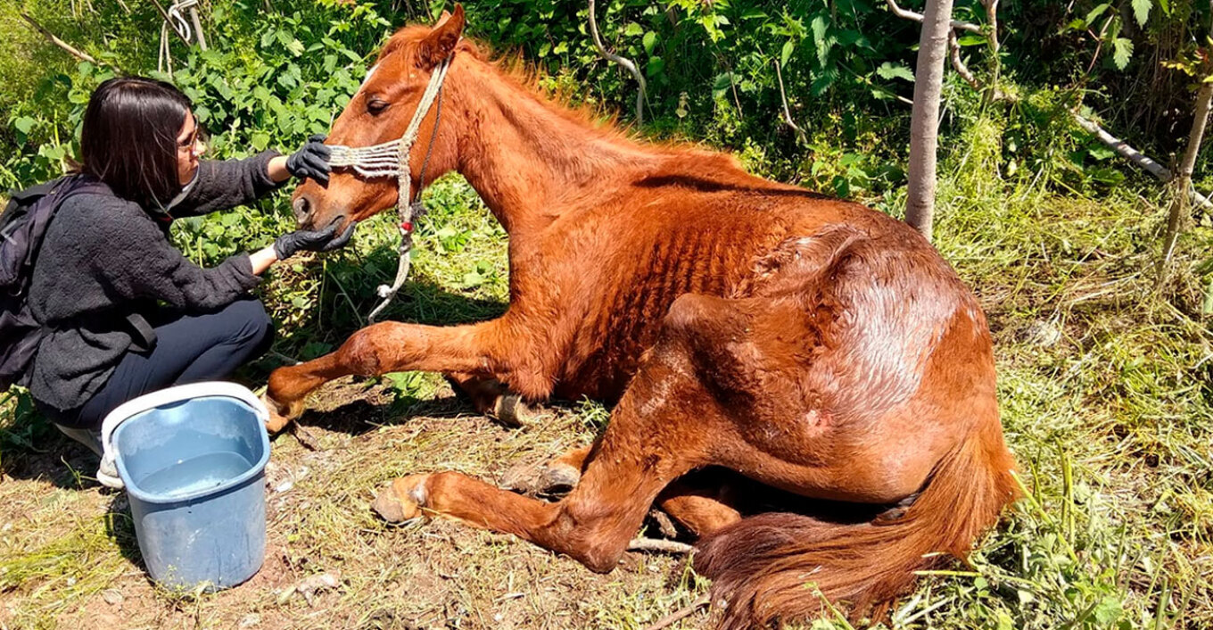 Ιδιοκτήτης αλόγου καταδικάστηκε για κακοποίηση του ζώου στη Βέροια
