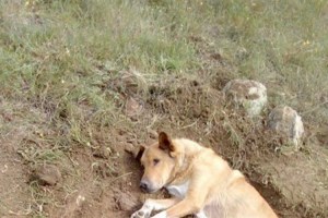 Κτηνωδία στην Ελλάδα από ΥΠΑΝΘΡΩΠΟΥΣ – Έθαψαν σκύλο ζωντανό