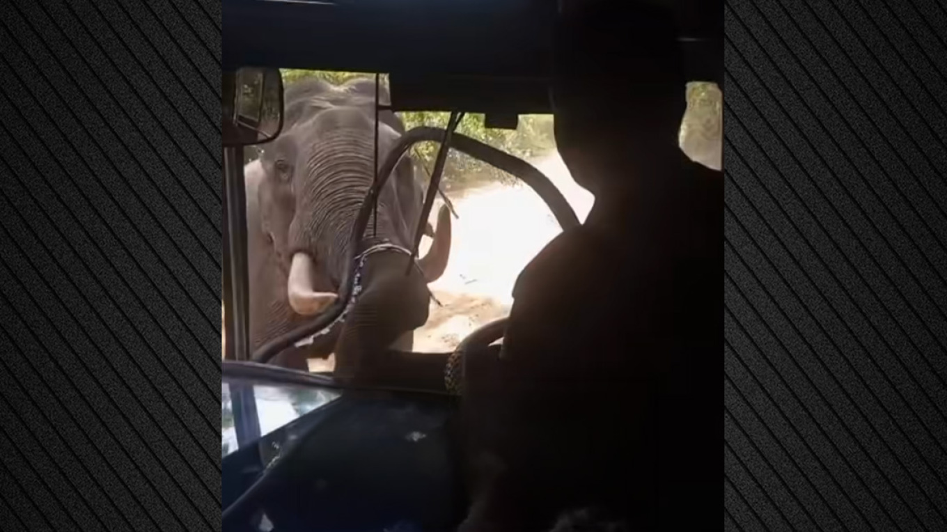 Τρομαχτικό video: Ελέφαντας επιτέθηκε σε στρατιωτικό λεωφορείο και έσπασε το παρμπρίζ