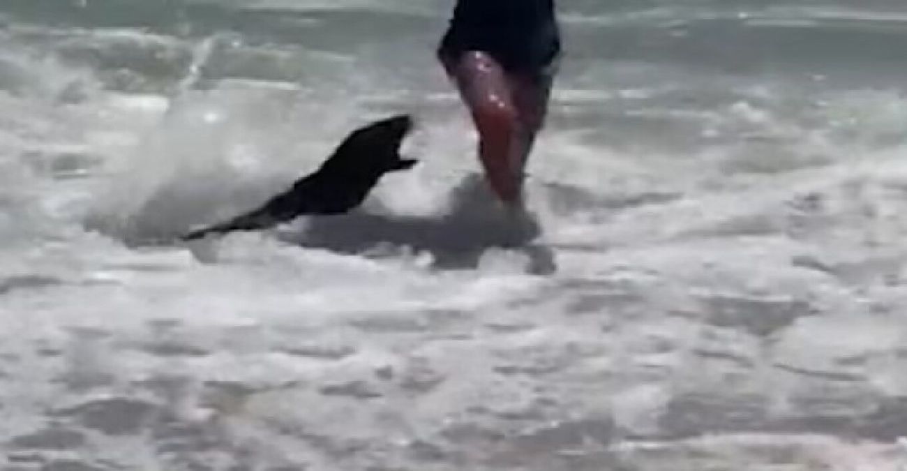 Νότια Αφρική: Στιγμές τρόμου σε παραλία από την επίθεση φώκιας σε παιδί και γυναίκα - Βίντεο