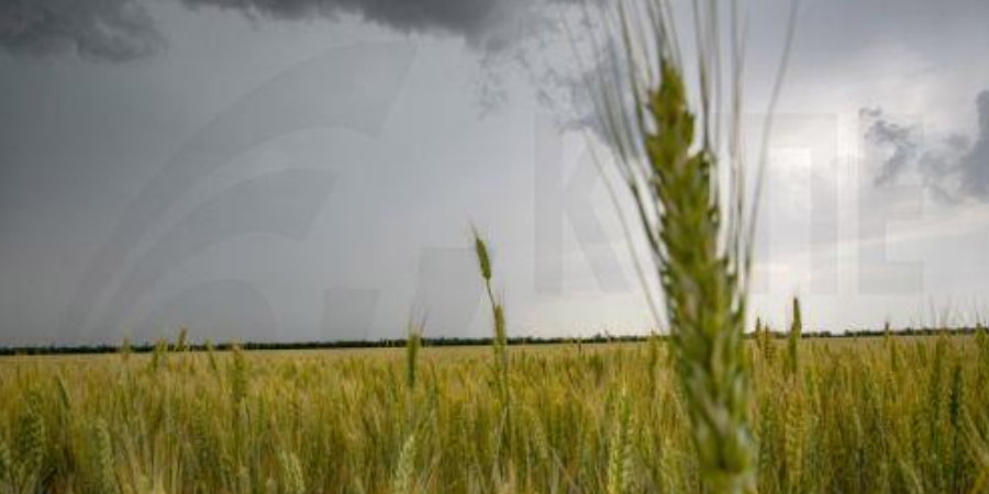 Ο Σολτς καλεί τη Ρωσία να κάνει πίσω στη διένεξη για τις εξαγωγές σιτηρών