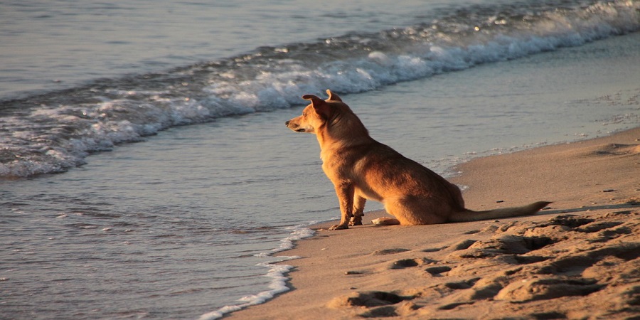 ΚΥΠΡΟΣ: Οι παραλίες για σκύλους και όλα όσα πρέπει να γνωρίζεις 