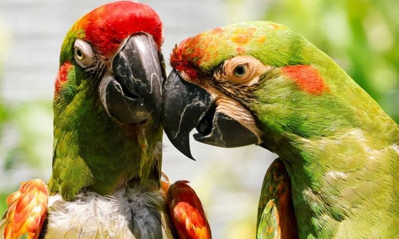 Δύο σπάνιοι παπαγάλοι ταξίδεψαν για να «ερωτευτούν» και... να σώσουν το είδος τους