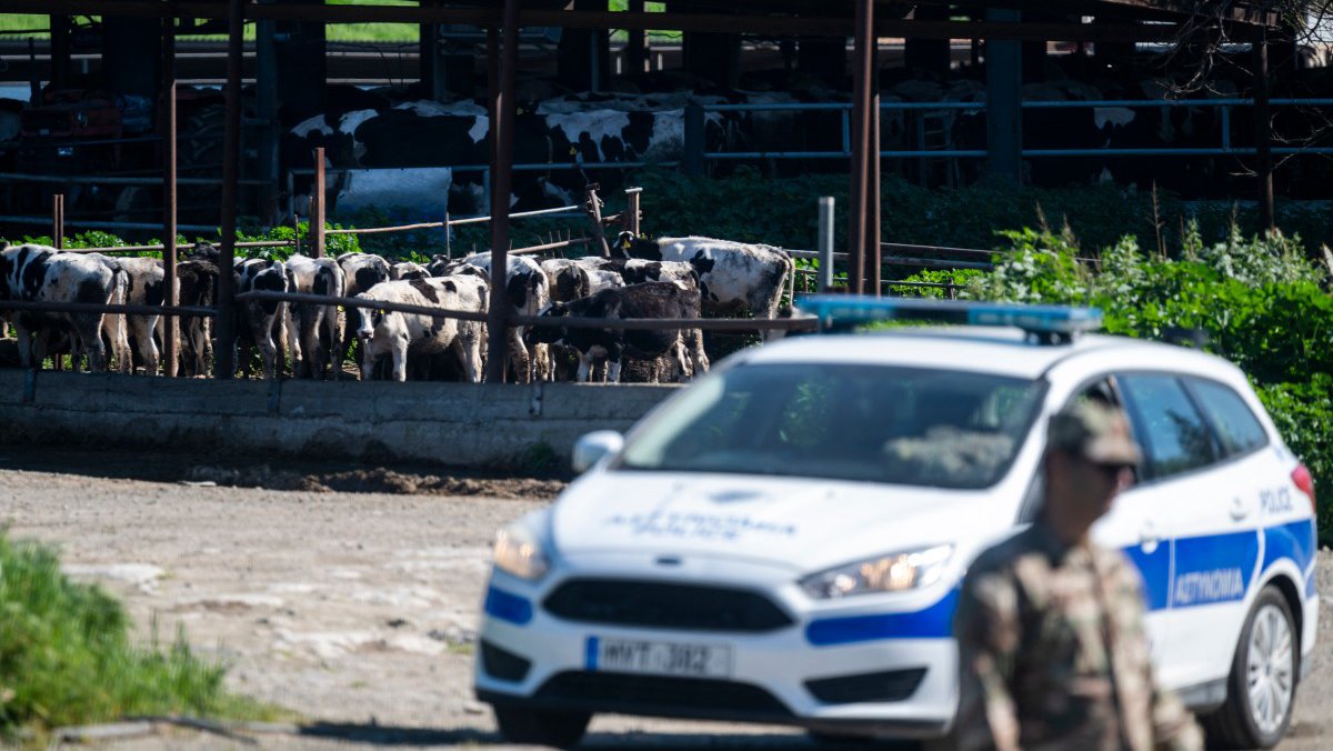 Αφθώδης Πυρετός: Ακόμη μία θετική μονάδα στη Δρομολαξιά - Άρχισε ο εμβολιασμός των χοίρων