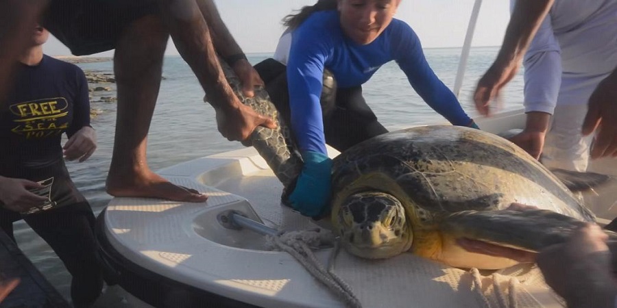ΛΕΜΕΣΟΣ: Επιχείρηση διάσωσης με δύτες για δυο χελώνες