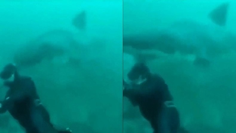 Στο τσακ την γλίτωσε - Η τρομακτική στιγμή που καρχαρίας περνάει πάνω από το κεφάλι ενός δύτη - Βίντεο