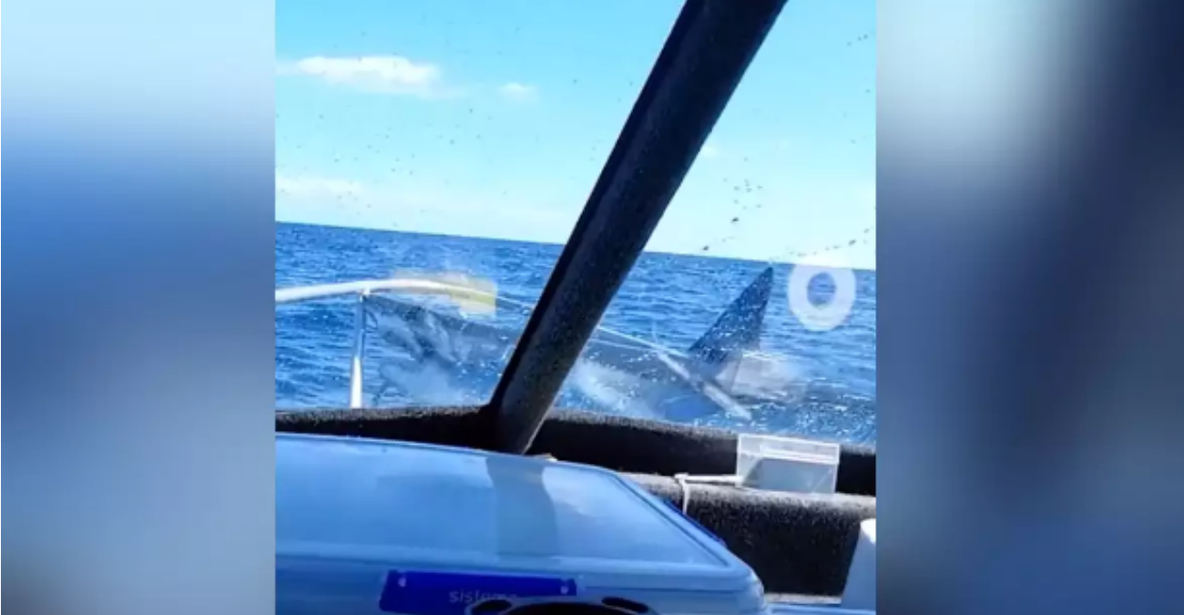 Καρχαρίας «προσγειώθηκε» στην πλώρη σκάφους Νέα Ζηλανδία – Βίντεο που κόβει την ανάσα