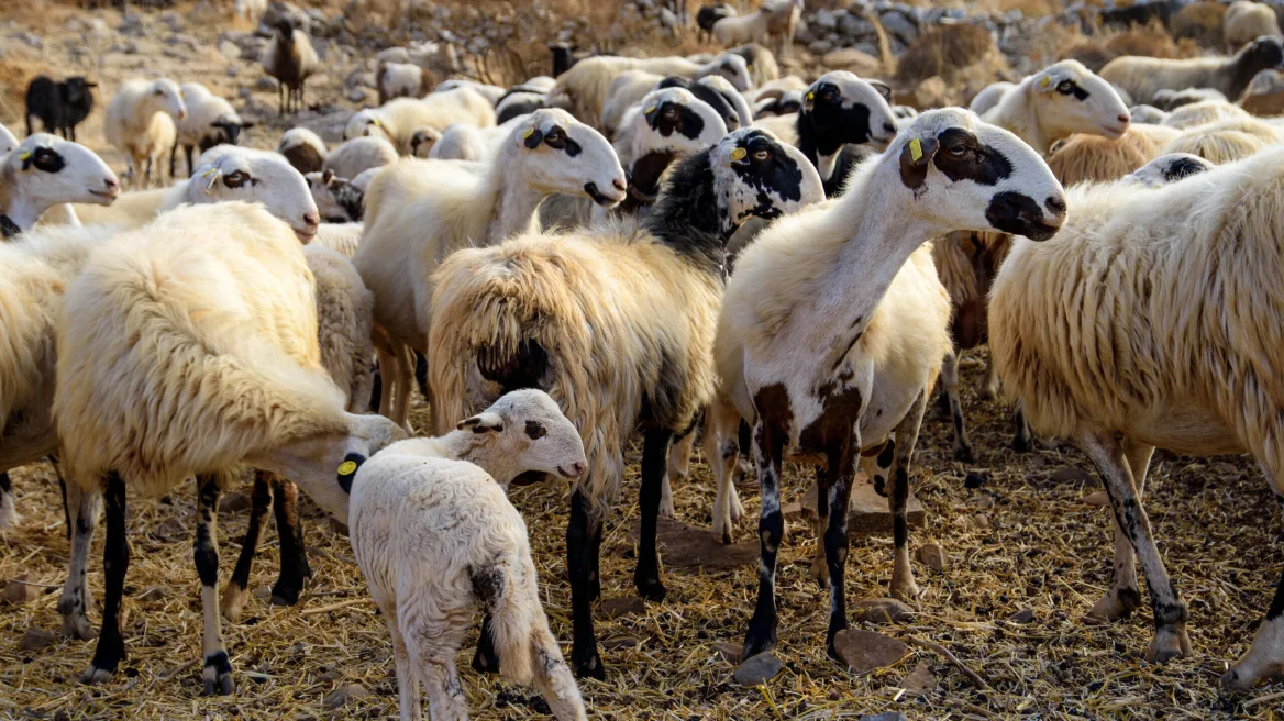 Έσφαζαν ζώα στο Ηράκλειο παρά την απαγόρευση λόγω της πανώλης