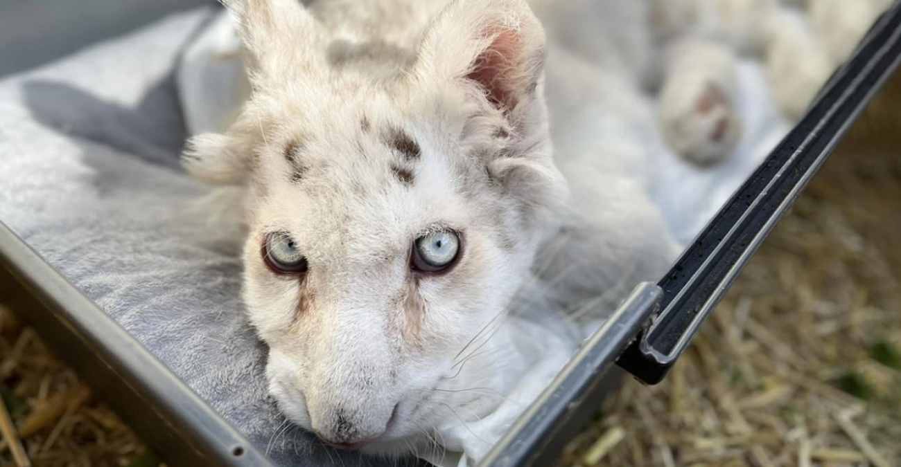 Αττικό Πάρκο: Έγινε ευθανασία στο λευκό τιγράκι που βρέθηκε στα σκουπίδια