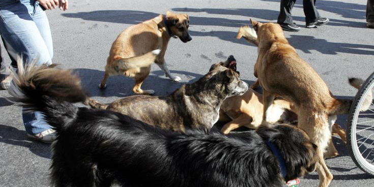 Αναστατωμένοι οι κάτοικοι σε περιοχή της κάτω Πάφου για ανεπιτήρητους σκύλους - Καταγγελία στην Αστυνομία 