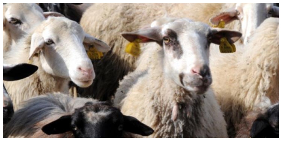 Oργ.Aιγοπροβατοτρόφων: Ζητούν υποστήριξη απο τη Βουλή και ψήφιση σφαγής ζώων με το kosher και halal