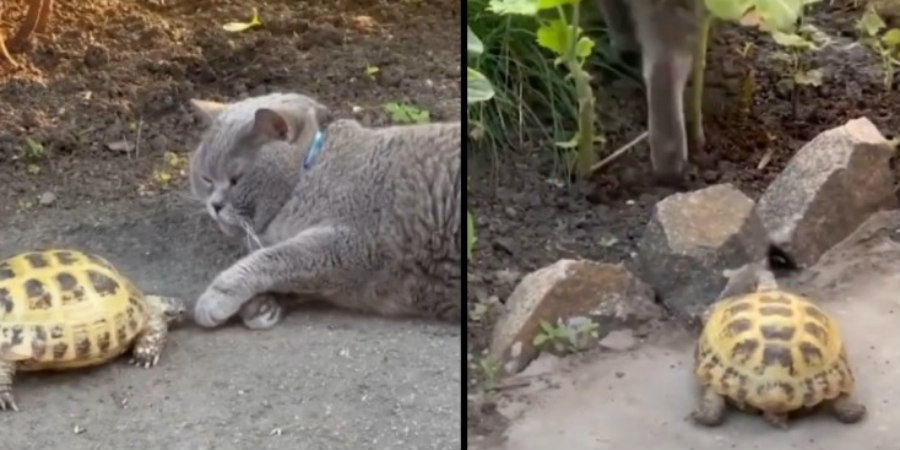 Βίντεο: Χελώνα έκανε bullying σε γάτα που αναγκάστηκε σε... οπισθοχώρηση