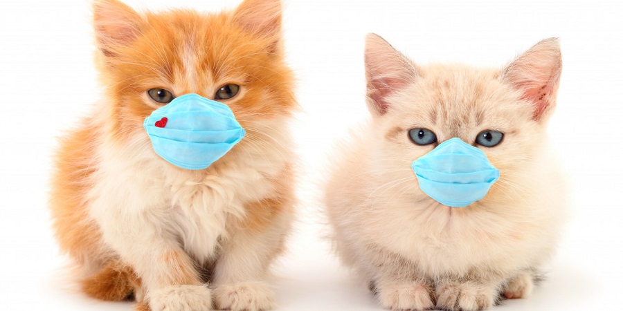 ΚΟΡΩΝΟΪΟΣ: Οι γάτες μπορούν να μολυνθούν αλλά συνήθως δεν έχουν συμπτώματα - Επιβεβαιώνει νέα έρευνα