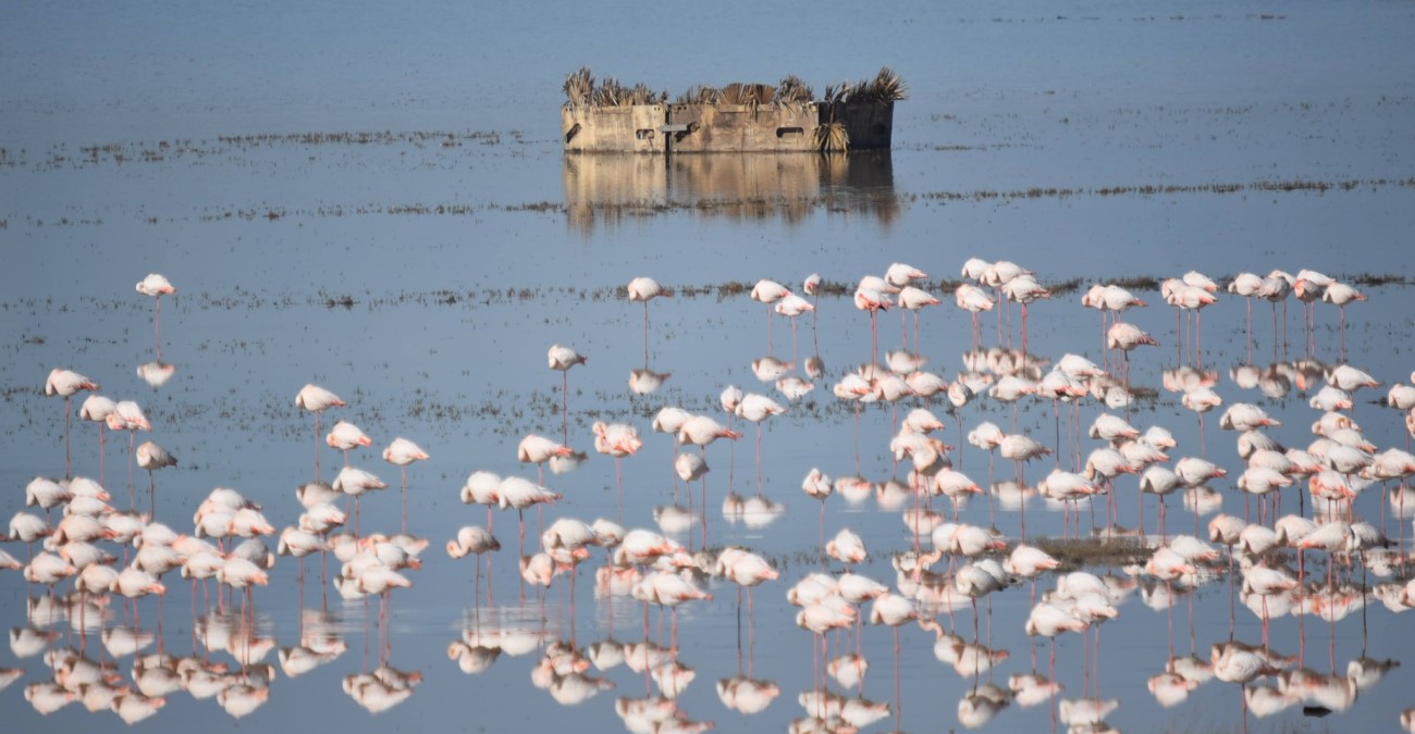 Έγινε «ροζ» η λίμνη Παραλιμνίου – Γέμισε με φλαμίνγκο – Μαγικές εικόνες