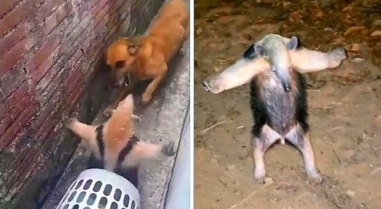 Επικό video: Μυρμηγκοφάγος« μαέστρος στο Κουνγκ-Φου» αντιμετώπισε επιθετικό σκύλο