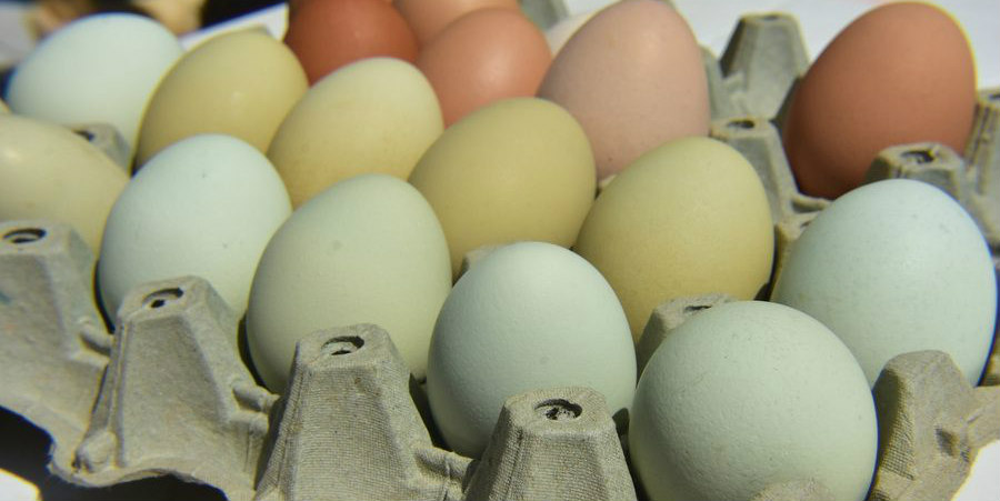 ΕΛΛΑΔΑ: Αυγά ιδανικά για το Πάσχα κάνουν οι κότες αγρότη
