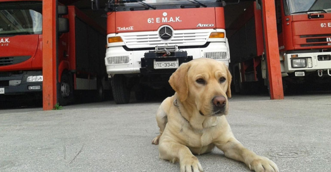 Θλίψη για τον θάνατο του Μαξ, του αξιαγάπητου σκύλου της ΕΜΑΚ στην Ελλάδα