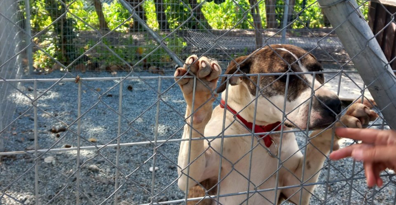 Έρευνα για τις ευθανασίες σκύλων ζητά το Κόμμα για τα Ζώα - Η απάντηση του Δήμου Λεμεσού 