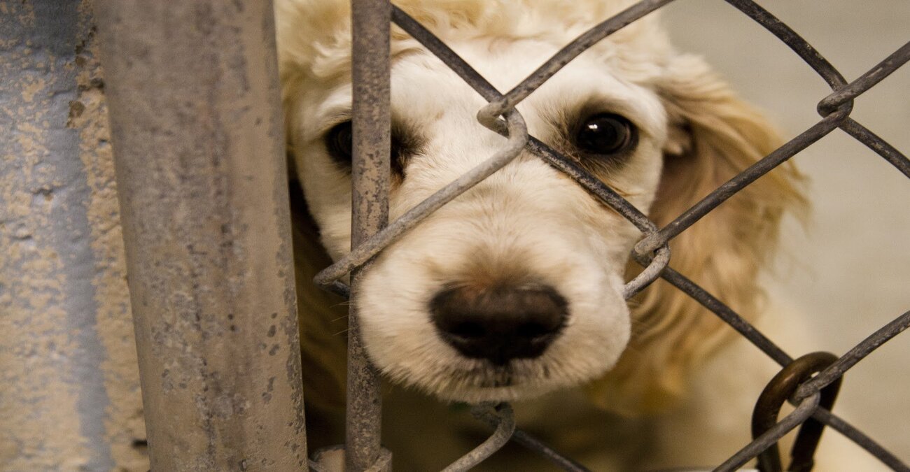 Ξεκίνησε η συζήτηση στη Βουλή για τους σκύλους σε αυλές - «Αδιέξοδο» με τα κλουβιά