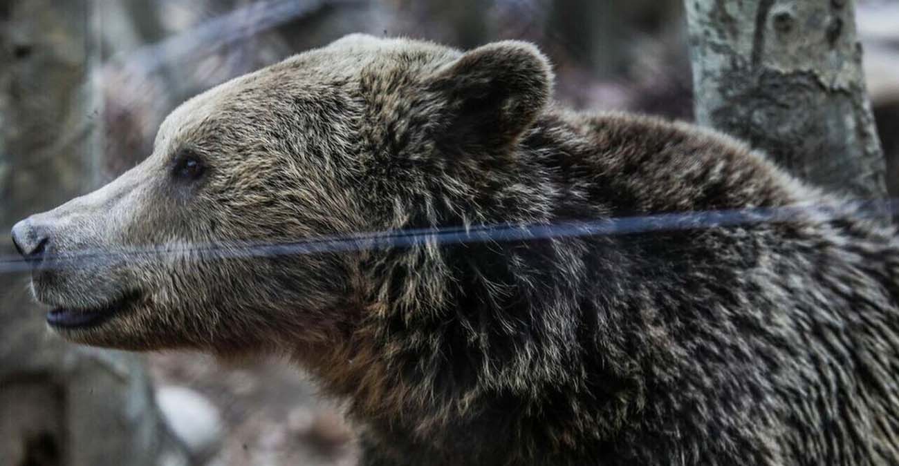Τρίκαλα: Βοσκός πάλεψε με αρκούδα για να σώσει το κοπάδι του - Στο νοσοκομείο με τραύματα