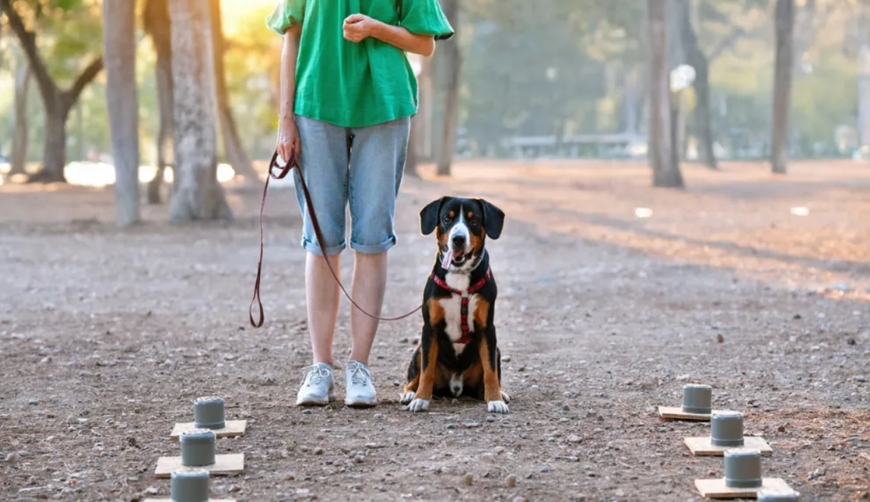 Προς ψήφιση η πρόταση για πλήρη πρόσβαση σκύλων βοηθείας στα οχήματα δημοσίας χρήσεως και ταξί - Τι προνοεί