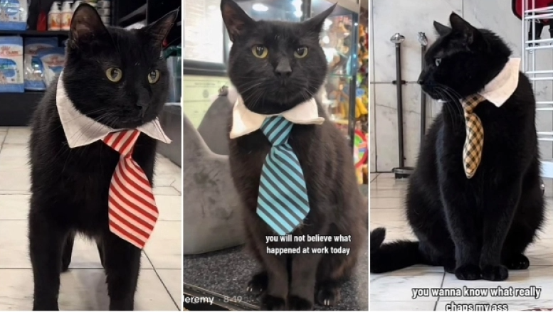Jeremy the Manager: Ο γάτος με τους 1 εκατομμύριο followers που διοικεί ένα ολόκληρο κατάστημα στη Νέα Υόρκη