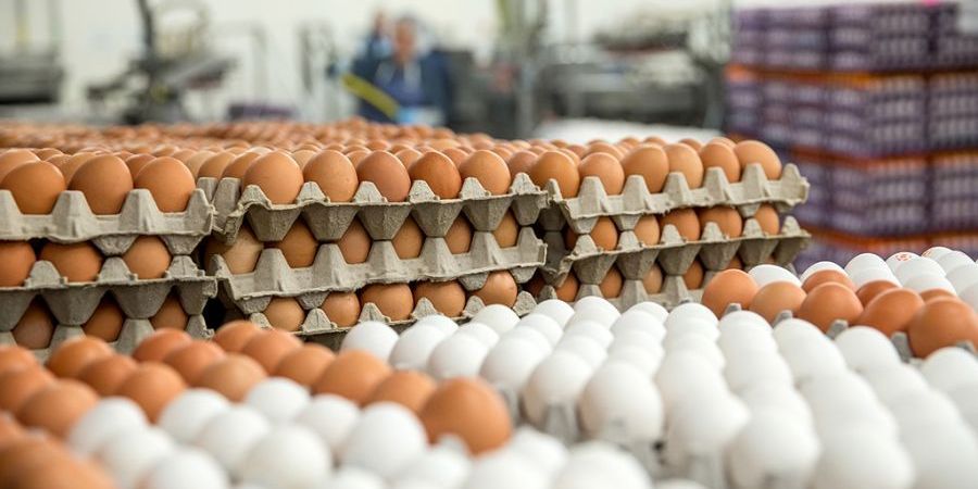 «Έκοψε» το αυγό τη τσέπη μας - Κατά 23% ακριβότερο από πέρσι στην Κύπρο - Από τις μεγαλύτερες αυξήσεις μεταξύ των τροφίμων