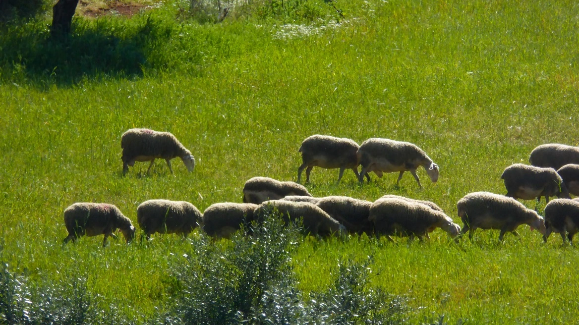 Στα 22 τα κρούσματα πανώλης στα αιγοπρόβατα σε Θεσσαλία, Κόρινθο και Αττική - Έχουν θανατωθεί πάνω από 10.000 ζώα