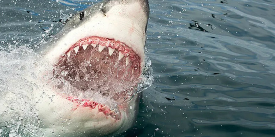Στιγμές τρόμου για 13χρονο στη Φλόριντα - Ήρθε «πρόσωπο με πρόσωπο» με τον καρχαρία