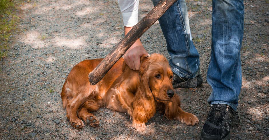 Στη φυλακή 37χρονος στην Κύπρο - Κρίθηκε ένοχος για τεμαχισμό ζώου 
