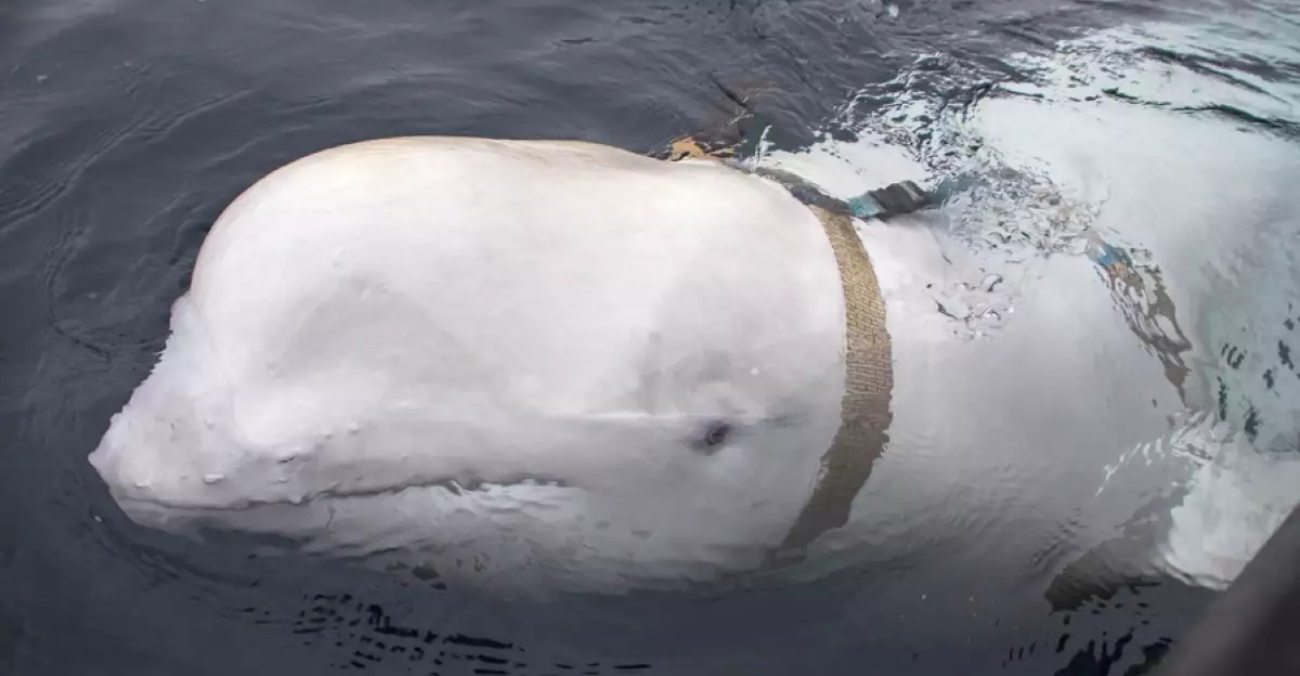 Στη Σουηδία εμφανίστηκε η περίφημη φάλαινα «κατάσκοπος» της Ρωσίας
