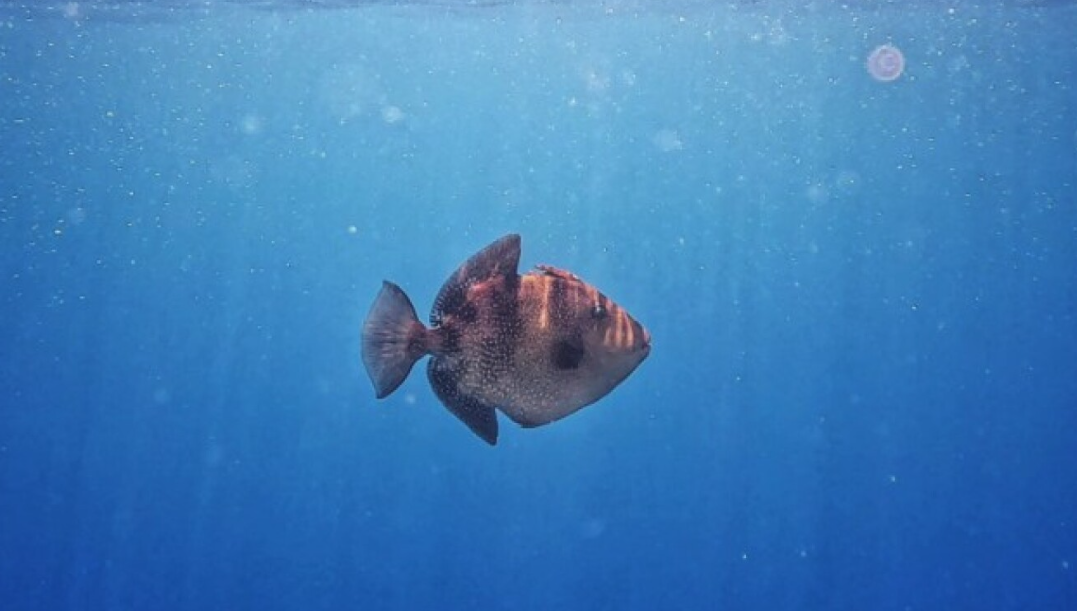 Νέα απειλή: Μετά τον λαγοκέφαλο ήρθε το γουρουνόψαρο - Σοβαρά τραύματα σε τουρίστες στην Ιταλία