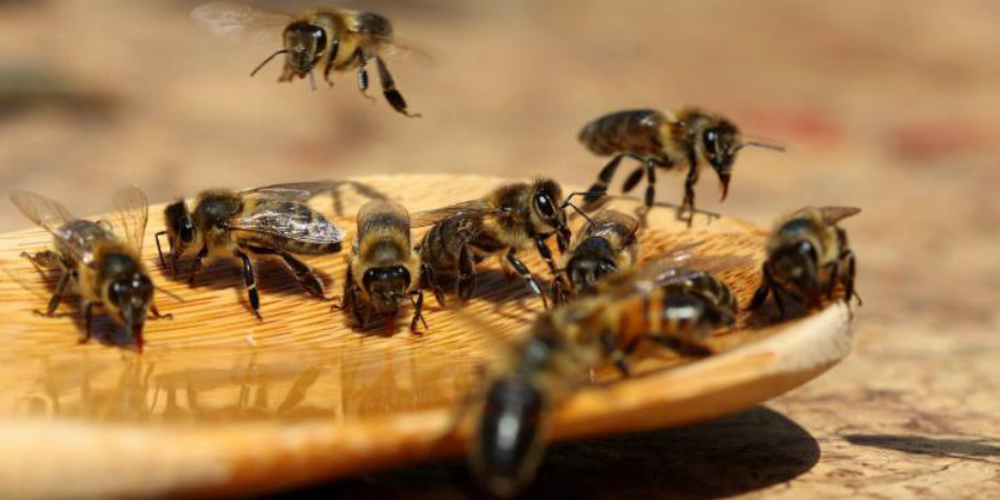 Επίτροπος Περιβάλλοντος: «Η αλόγιστη χρήση φυτοφαρμάκων είναι η μεγαλύτερη απειλή για τις μέλισσες»