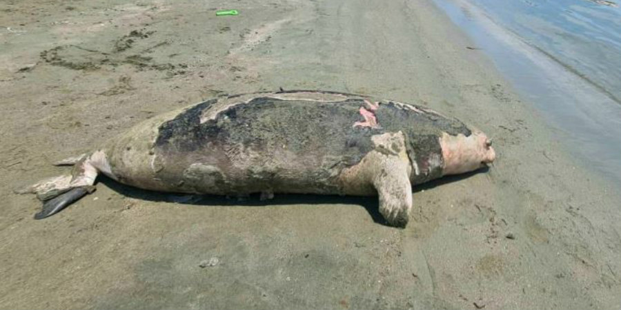 Εντοπίστηκε νεκρή φώκια - Πιθανόν να χτυπήθηκε από σκάφος – Όσα κατέδειξε η νεκροτομή   