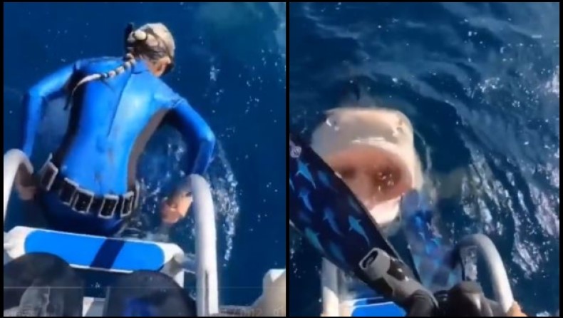 Γυναίκα δύτης ετοιμάζεται να βουτήξει, αλλά την τελευταία στιγμή βλέπει έναν καρχαρία με ανοιχτό το στόμα