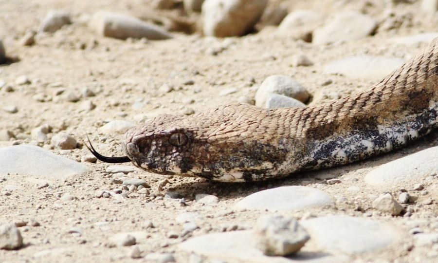 Οχιά «ζεστάθηκε», βγήκε για βόλτα και… δάγκωσε 85χρονο – Η κατάσταση της υγείας του