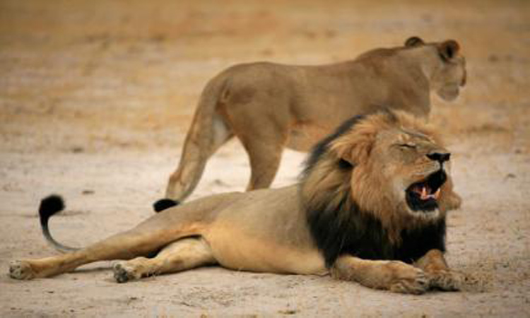 Ξεκίνησαν έρευνα για τον θάνατο του διασημότερου λιονταριού της Ζιμπάμπουε οι αμερικανικές αρχές