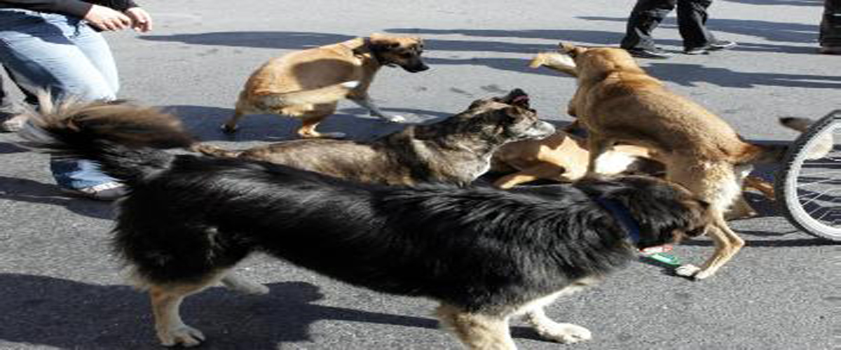 Λάρνακα: Μετέβη στο υποστατικό του και βρήκε νεκρά τα έξι σκυλιά του – Το περιστατικό κατήγγειλε στην Αστυνομία η αδελφή του