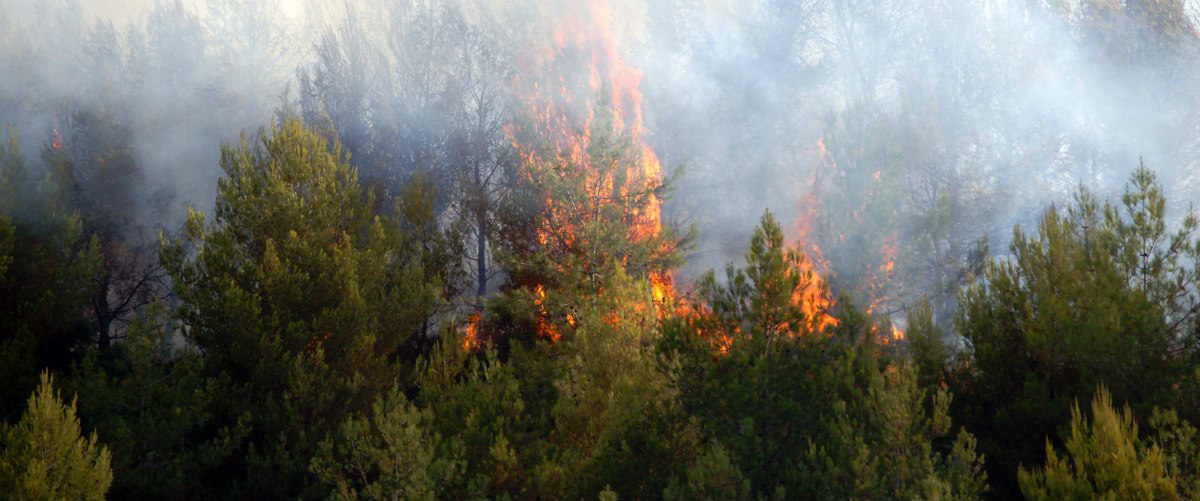 Έκτακτο:  Μεγάλη φωτιά μαίνεται εκτός ελέγχου σε δασική έκταση στην Τριμίκλινη