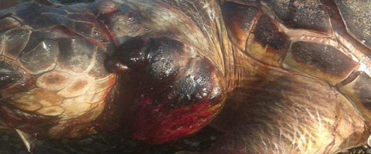 Νεκρές χελώνες στις παραλίες της Κύπρου – Τι συμβαίνει;