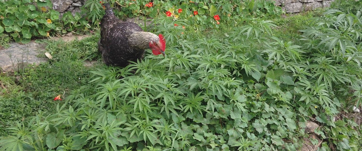Λευκωσία: Τάιζε μαριχουάνα τις κότες του…
