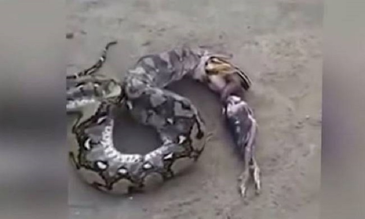 Λαίμαργο φίδι καταβρόχθισε όχι ένα όχι δύο αλλά πέντε πουλιά… και τελικά τα ξέρασε (Βίντεο)