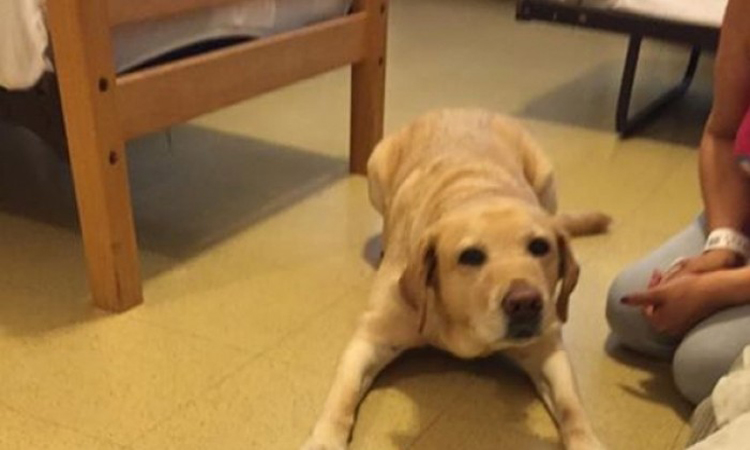 Σκύλος-ήρωας κάλεσε την Άμεση Δράση και έσωσε την τυφλή ιδιοκτήτριά του (βίντεο)