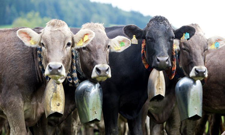 Δεν ξανάγινε! Δικαστήριο απαγόρευσε τα κουδούνια σε αγελάδες