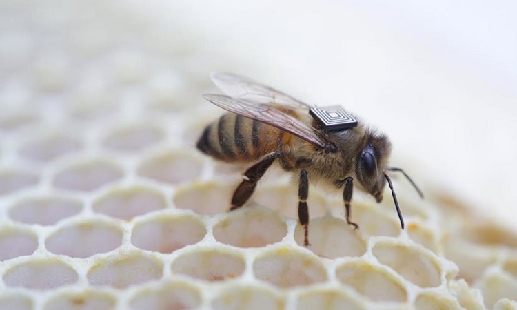 Online κυψέλες και ηλεκτρονικές ετικέτες για την προστασία των μελισσών