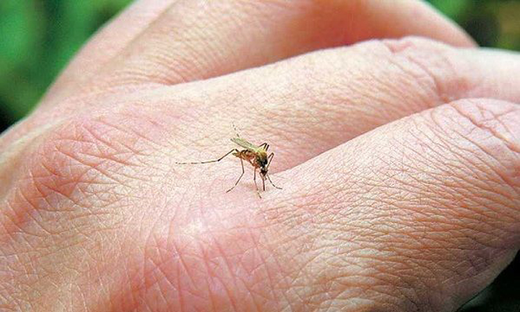 Τσίμπησε κουνούπι εσάς ή το παιδί σας; Δείτε τι πρέπει να κάνετε αμέσως!